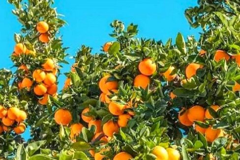 Food1Oranges
